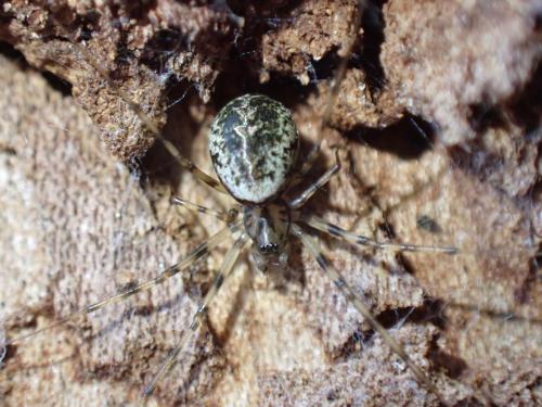 Drapetisca socialis